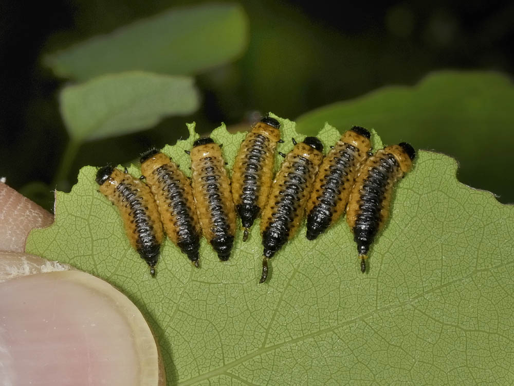 Gonioctena decemnotata